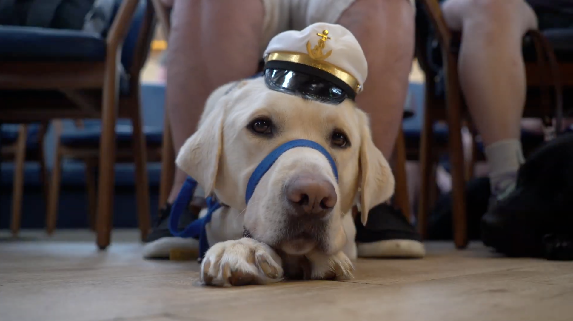 A close-up shot from the film “At See” of a dog sitting in front of its owner with a marine hat and a muzzle around its nose.